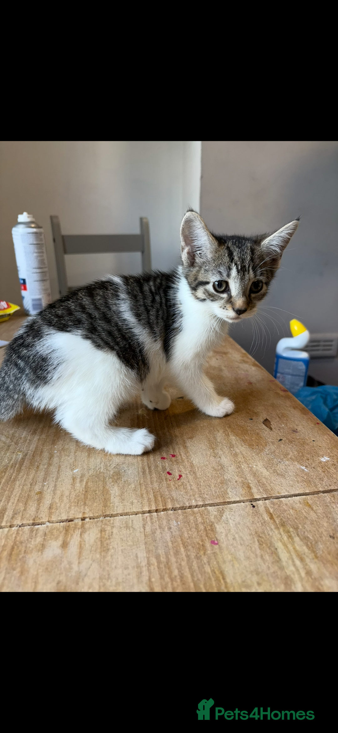 Mixed Breed cats for sale: Kittens  - Image 4