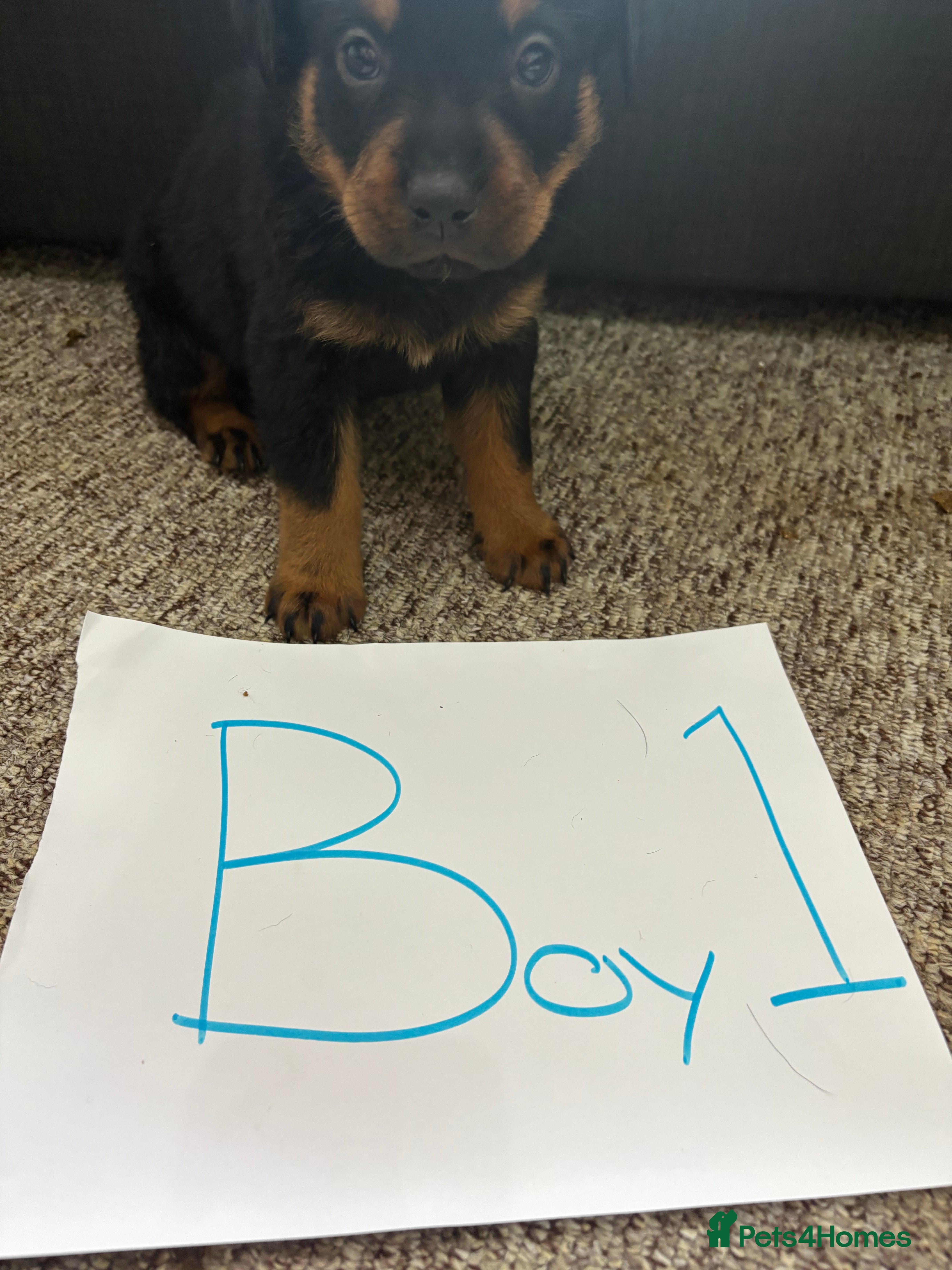 Rottweiler dogs for sale: Beautiful Chucky rottie pups - Advert 20
