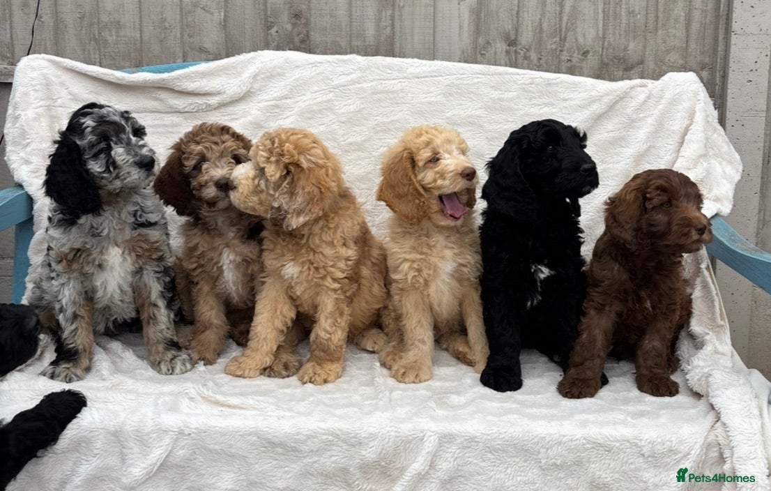 Goldendoodle dogs medium golden doodles  waiting list expected july  - Advert 1