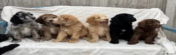 Goldendoodle dogs for sale: medium golden doodles  waiting list expected july  - Advert 1