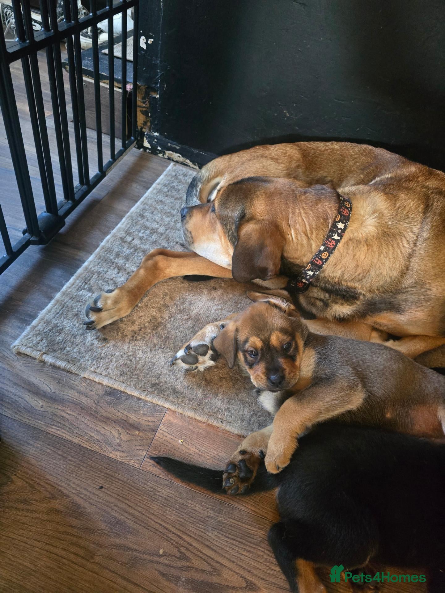 Mixed Breed dogs Tibetan mastiff X Boerboel X Rottweiler puppies  - Advert 2