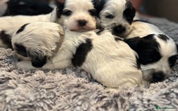 Cockapoo dogs for sale: F1 cockapoos beautiful litter 5 left* - Image 31