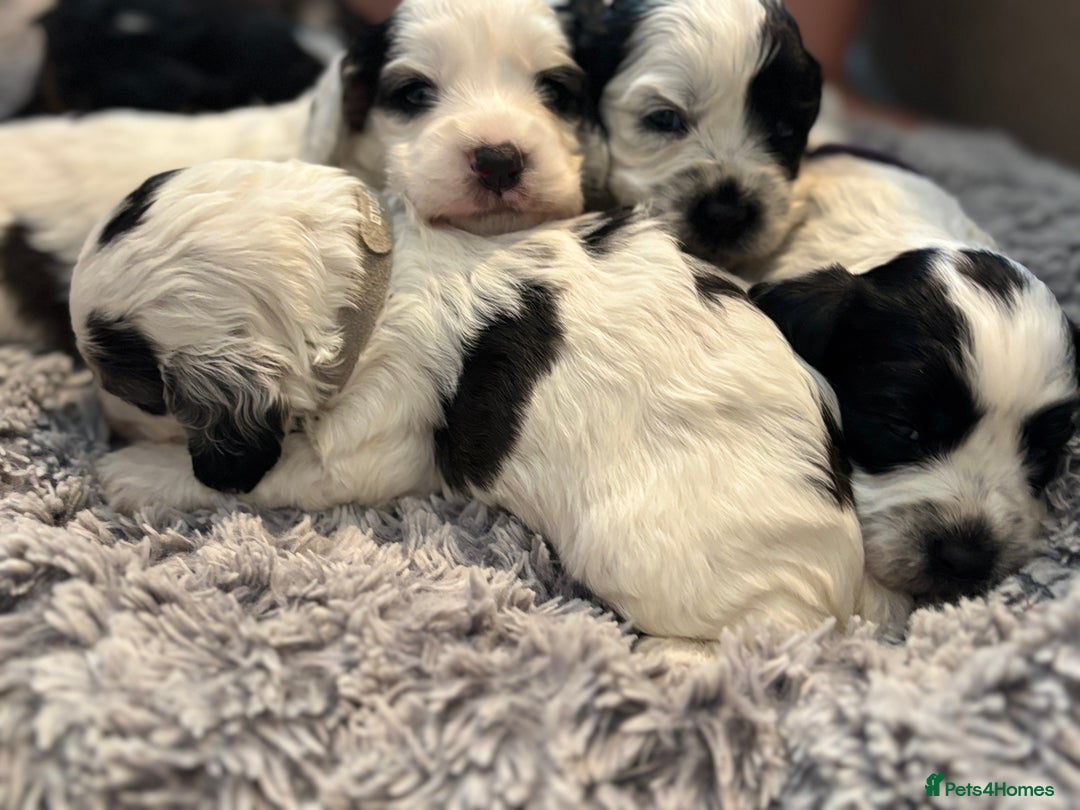 Cockapoo dogs for sale: F1 cockapoos beautiful litter 5 left* - Image 31