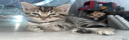 Mixed Breed cats for sale: Black and white kitten £50 - Advert 3