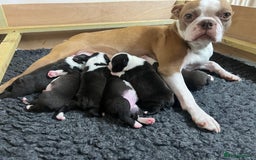 Boston Terrier dogs for sale: Champ bloodline (KC) Boston Terrier pups 💕 - Image 15