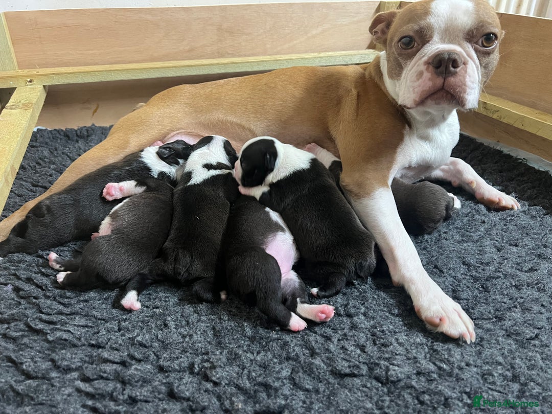 Boston Terrier dogs for sale: Champ bloodline (KC) Boston Terrier pups 💕 - Image 15