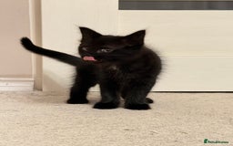 Mixed Breed cats for sale: Two gorgeous kittens looking for a loving home  - Image 6