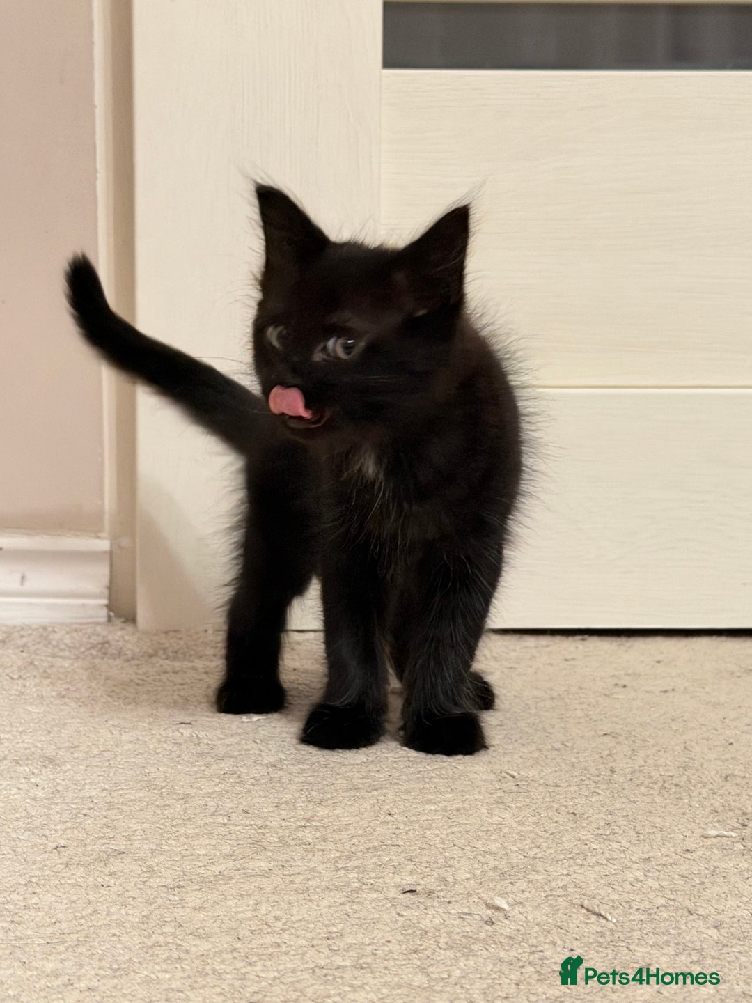 Mixed Breed cats for sale: Two gorgeous kittens looking for a loving home  - Image 6