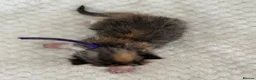 Mixed Breed cats for sale: 5 gorgeous kittens - Advert 5