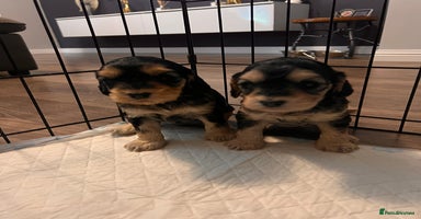 Cockapoo dogs Beautiful f1 cockapoo puppies  - Advert 4