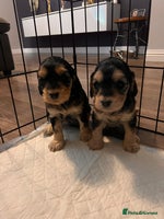 Cockapoo dogs Beautiful f1 cockapoo puppies - Advert 4