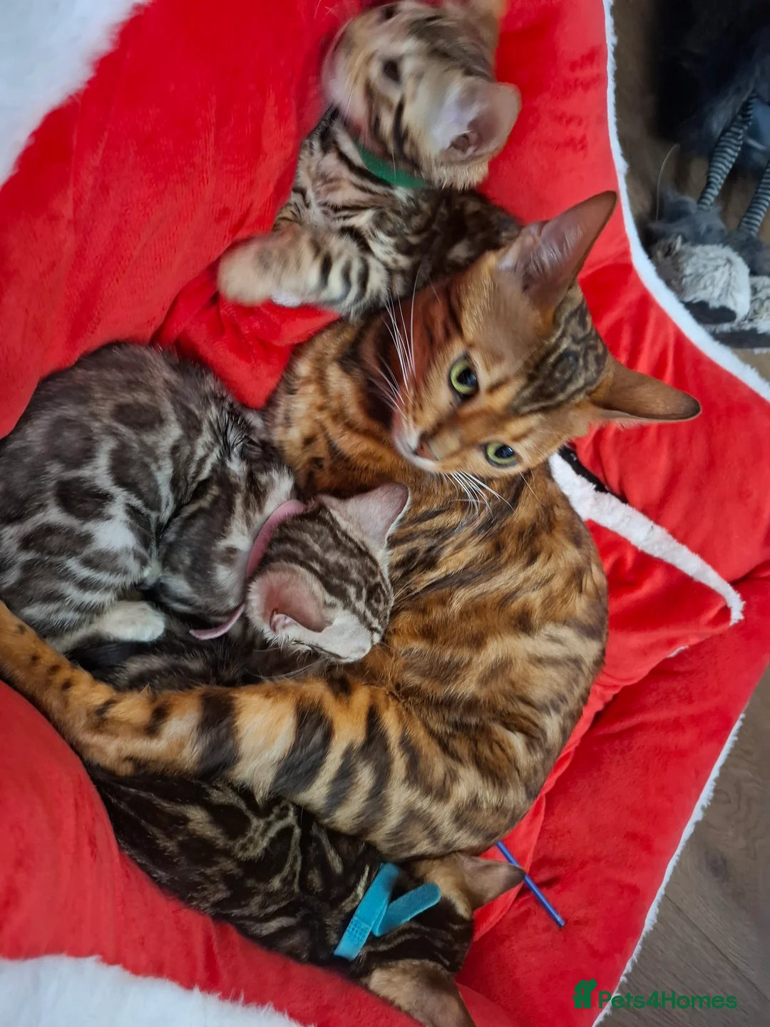 Bengal cats for sale: Stunning Blue pure bengal kittens - Advert 15