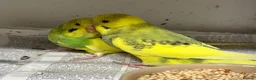 Budgerigars birds for sale: Budgies , males and females available.  - Advert 5
