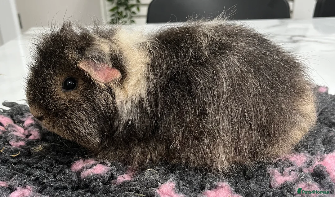 Guinea Pig rodents for sale: Sheltie (silky), coronet, Texel, Merino guinea pig - Advert 4