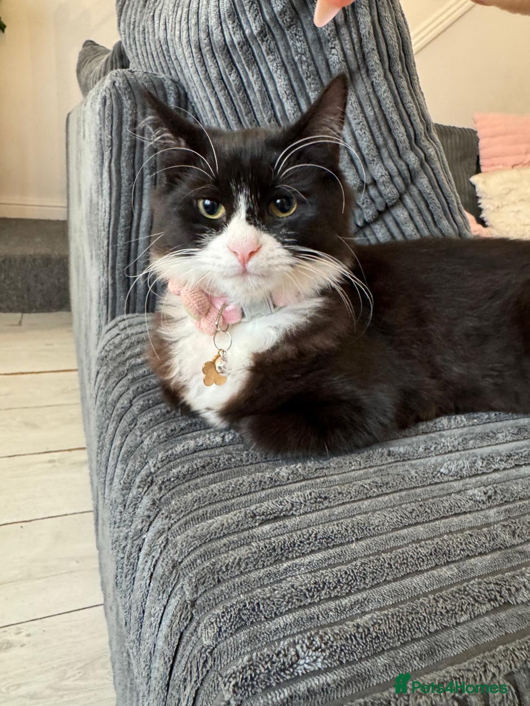 Mixed Breed cats for sale: 6-Month-Old Long-Haired Tuxedo Cat – Indoor  - Image 1