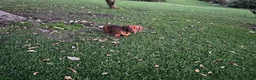 Miniature Dachshund dogs for sale: Lovable kc reg boys  - Advert 5