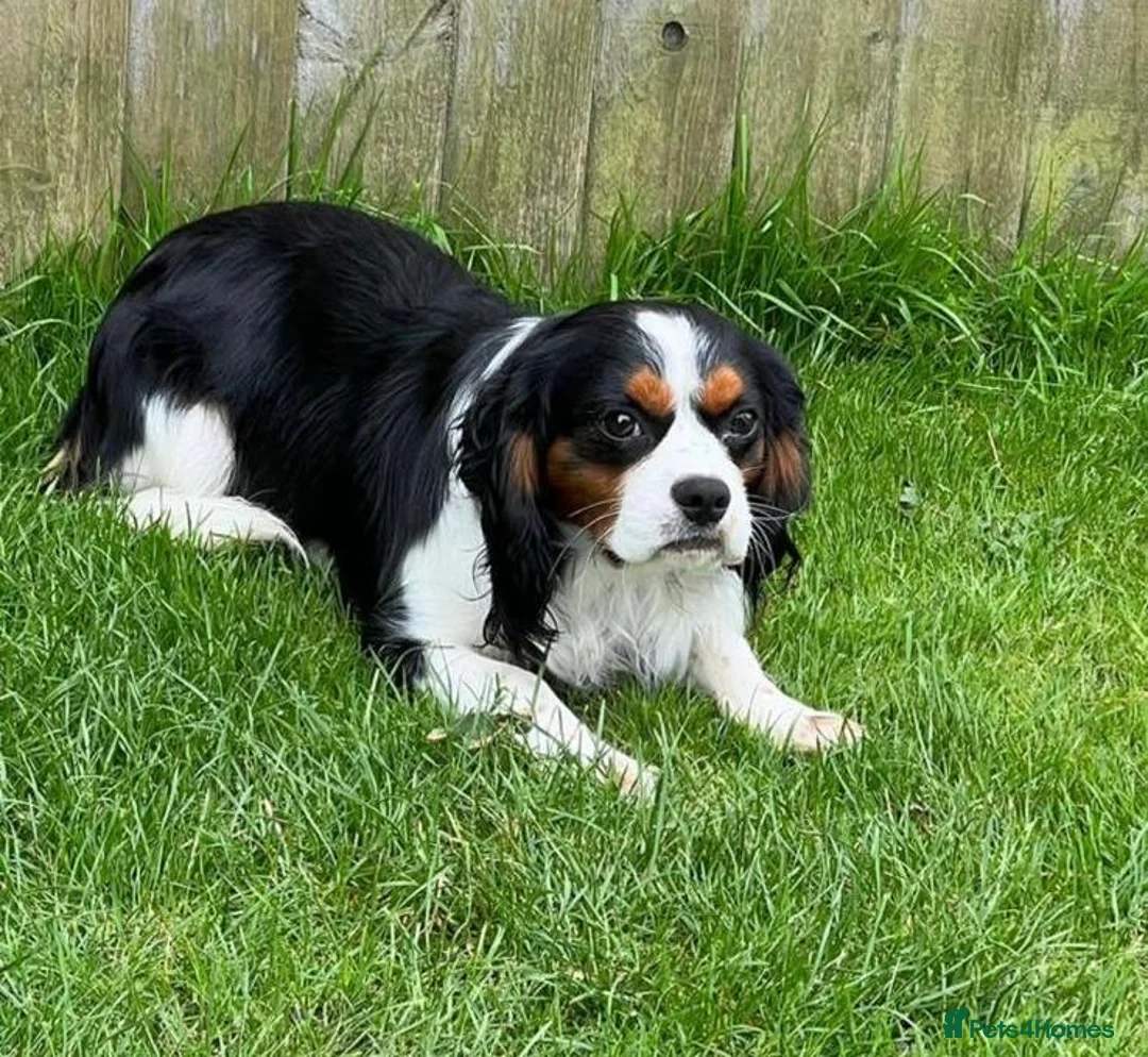 Cavalier King Charles Spaniel dogs for sale: Loving boy available  in Mablethorpe - Advert 4