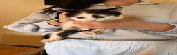 Mixed Breed cats for sale: A litter of beautiful kittens. - Advert 10