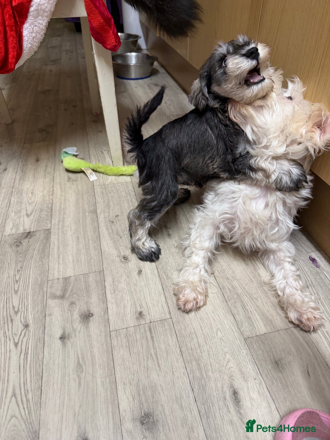 Miniature Schnauzer dogs for sale: One and only Jackie Miniature Shnauzer  - Advert 7