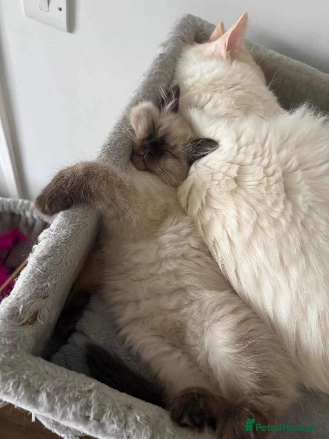 Ragdoll cats for sale: Sealpoint ragdoll  - Advert 3