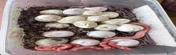 Corn Snake reptiles for sale: Corn snakes cb26 and cb25 available  - Advert 6