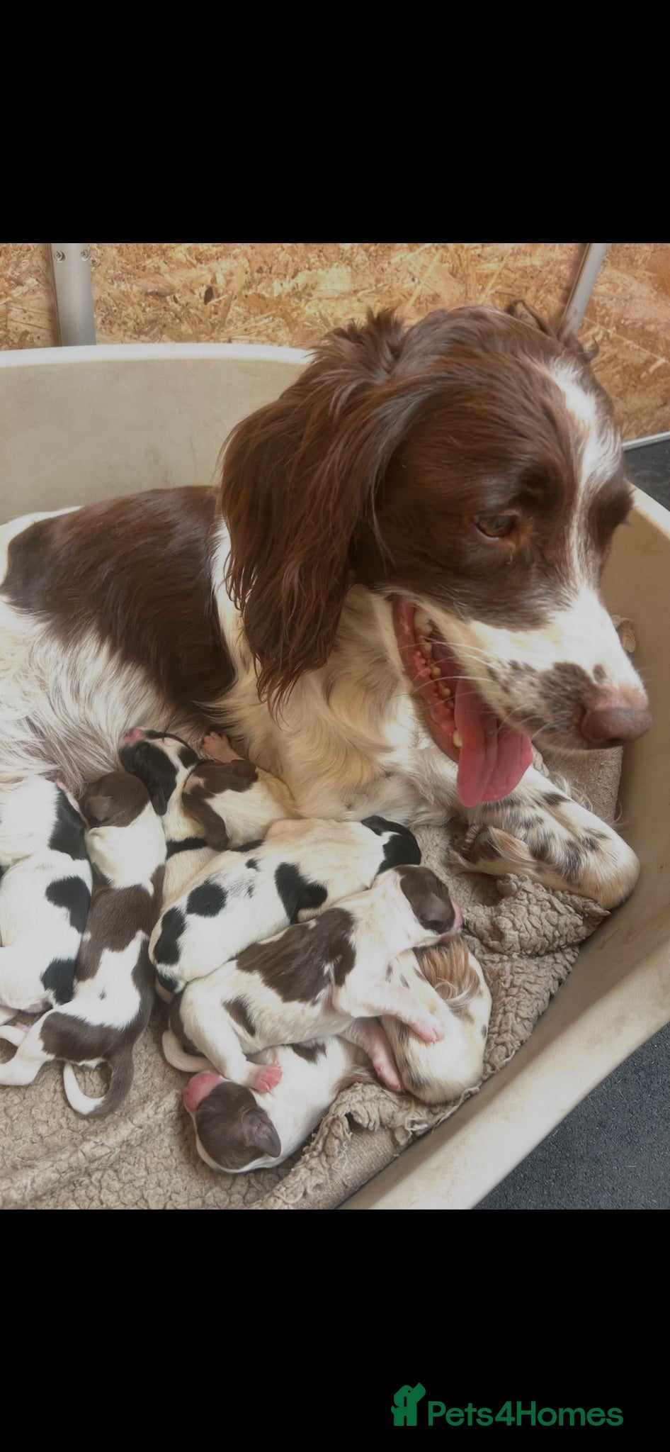 English Springer Spaniel dogs Beautiful litter of KC English Springer spaniel  - Advert 1