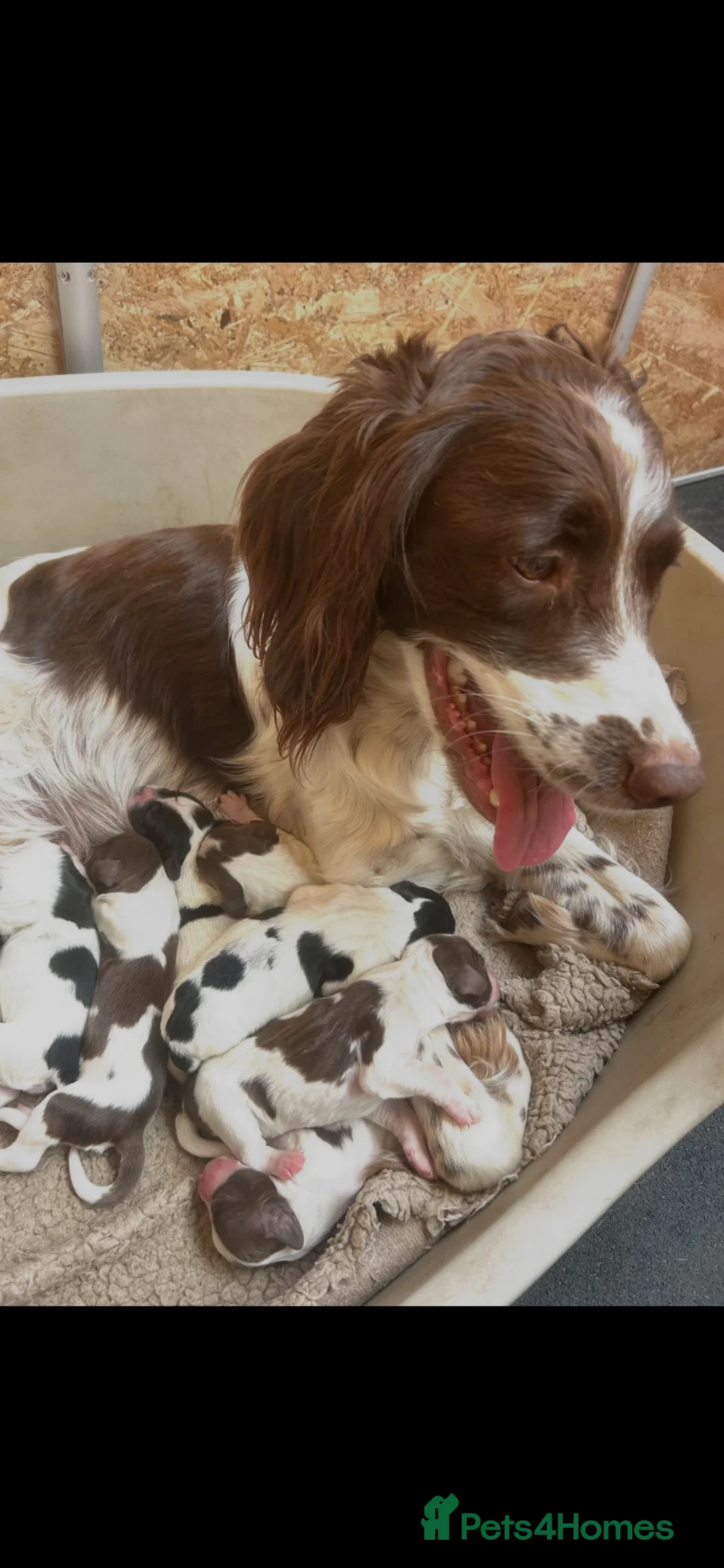 English Springer Spaniel dogs for sale: Beautiful litter of KC English Springer spaniel  - Advert 1