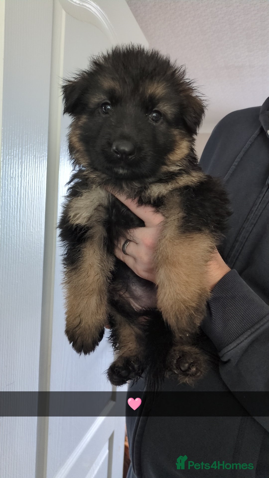 German Shepherd dogs for sale: German Shepherd Puppies  - Image 7