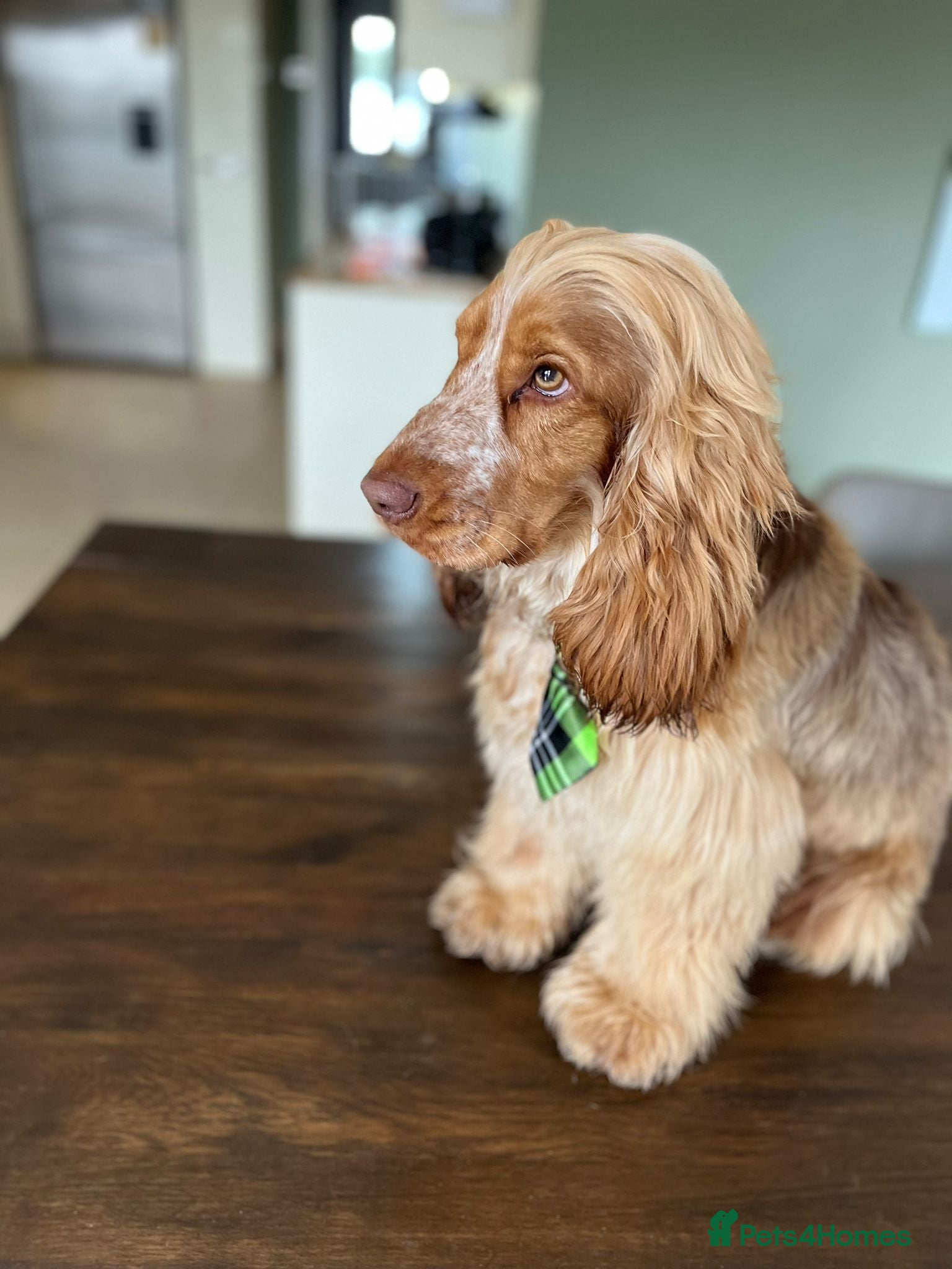 Cocker Spaniel dogs Show cocker health tested stud CHOCOLATE SABLE in Brentwood - Advert 16