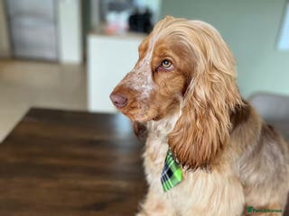 Cocker Spaniel dogs Show cocker health tested stud CHOCOLATE SABLE in Brentwood - Advert 21