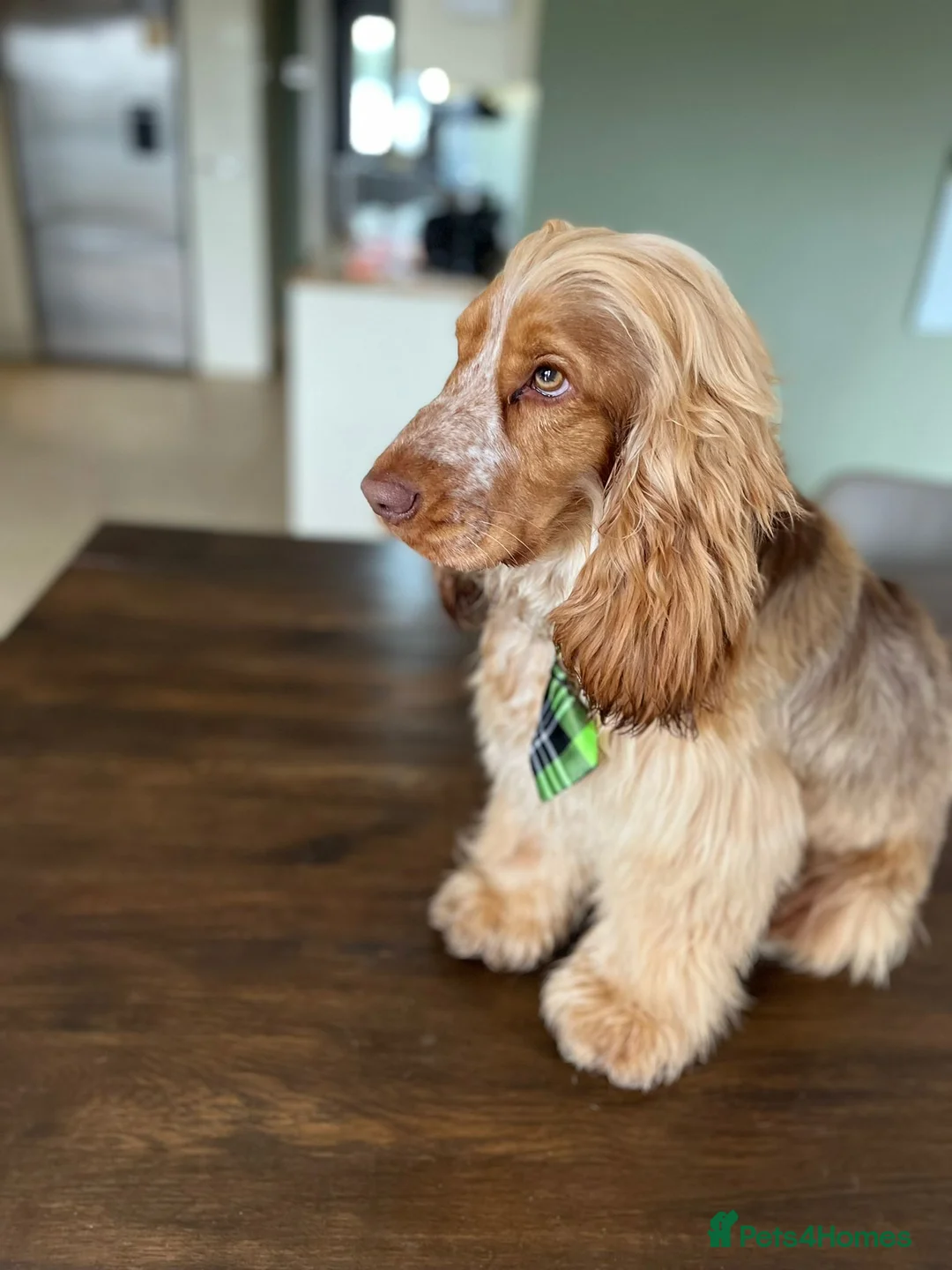 Cocker Spaniel dogs for stud: Show cocker health tested stud CHOCOLATE SABLE in Brentwood - Advert 1