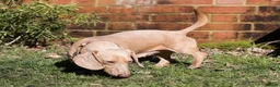 Miniature Dachshund dogs for stud: Cream e/e D/d B/b PRA Clear, Kc reg, Vet checked - Advert 15