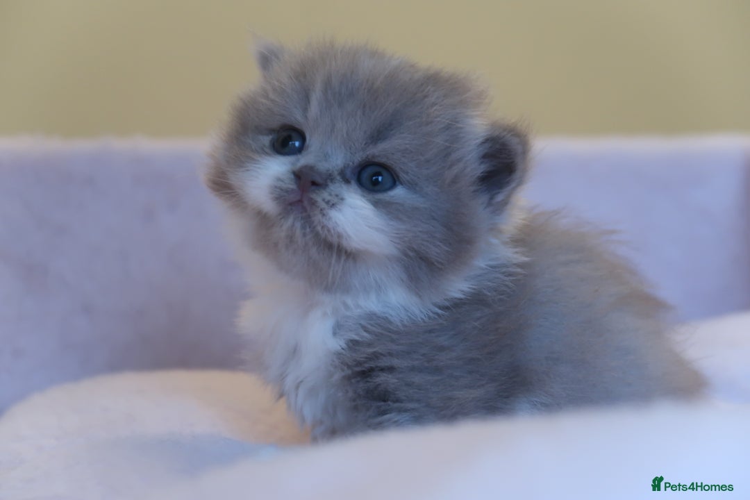 British Shorthair cats for sale: BSH/BLH Females TICA Reg  - Image 14