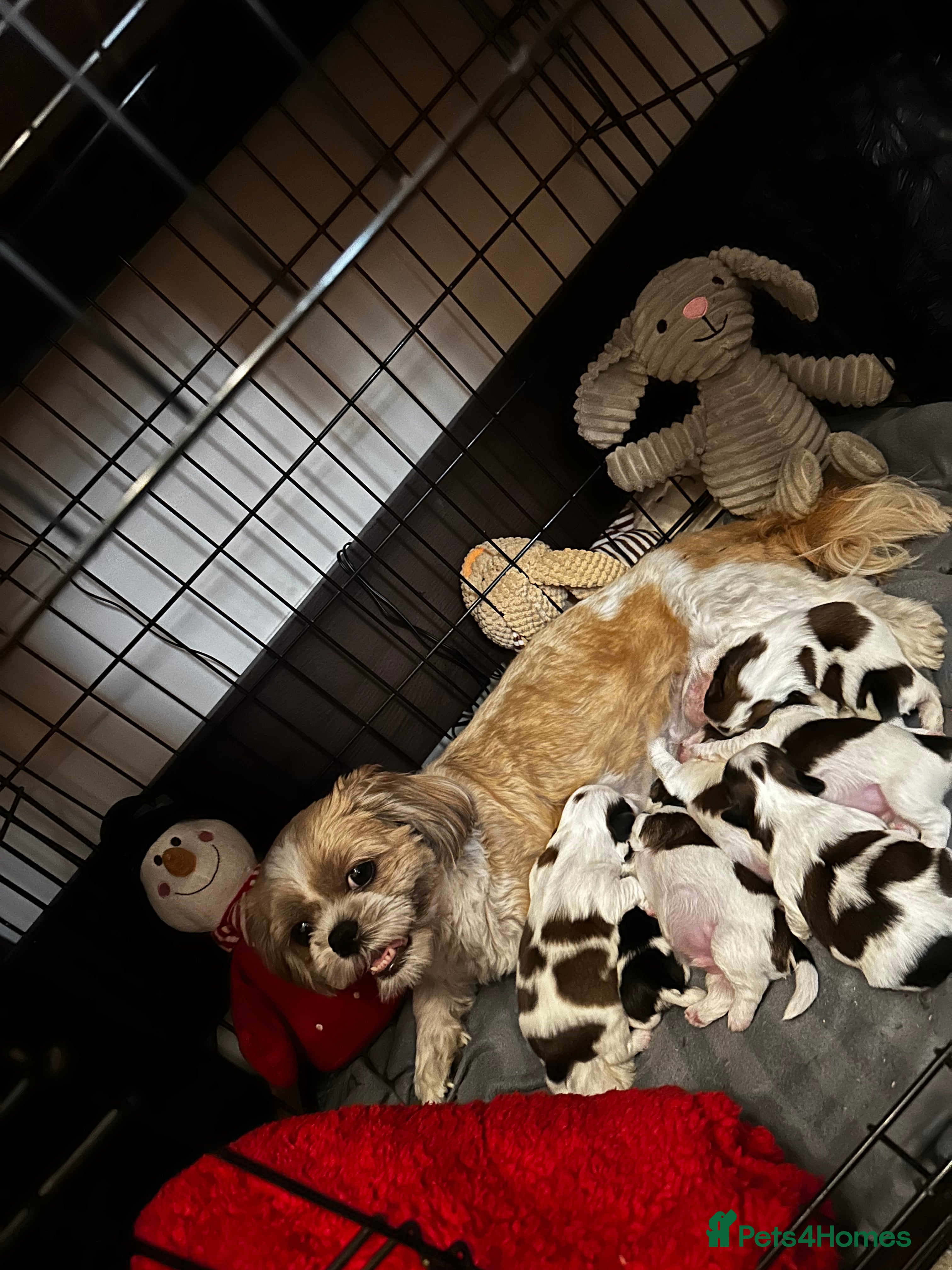 Shih Tzu dogs Beautiful litter of shih tzu puppies - Advert 3