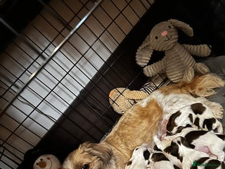 Shih Tzu dogs - Advert 18