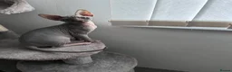 Sphynx cats for sale: Kitten - Advert 11