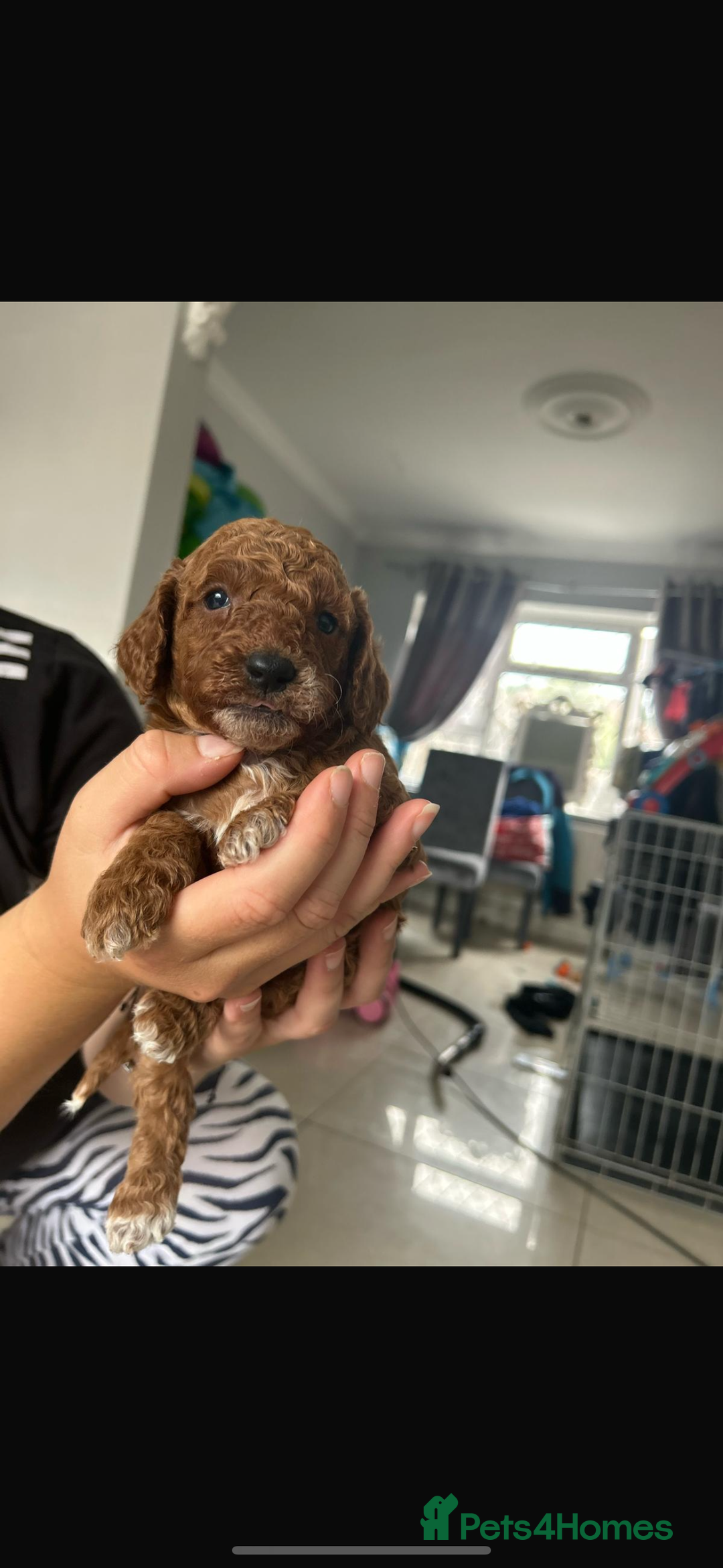 Cockapoo dogs for sale: Cockapoo puppies  - Image 2