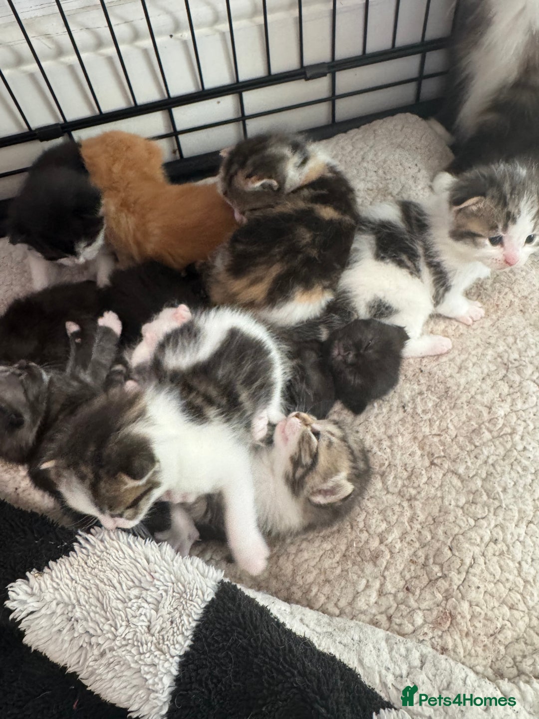 British Shorthair cats for sale: Beautiful fluffy kittens  - Advert 10