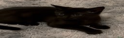 Mixed Breed cats for sale: Cute Black Kitten looking for a new home - Advert 1