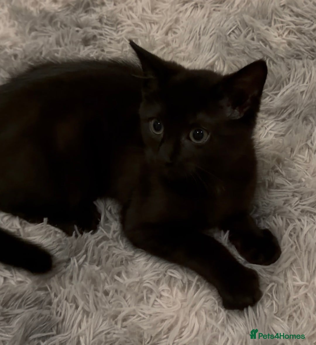 Mixed Breed cats for sale: Cute Black Kitten looking for a new home - Advert 1