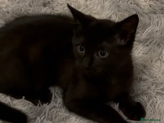 Mixed Breed cats Cute Black Kitten looking for a new home - Advert 1