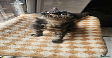 British Shorthair cats - Advert 4
