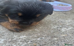 Rottweiler dogs for sale: Beautifull Rottweiler  - Image 2