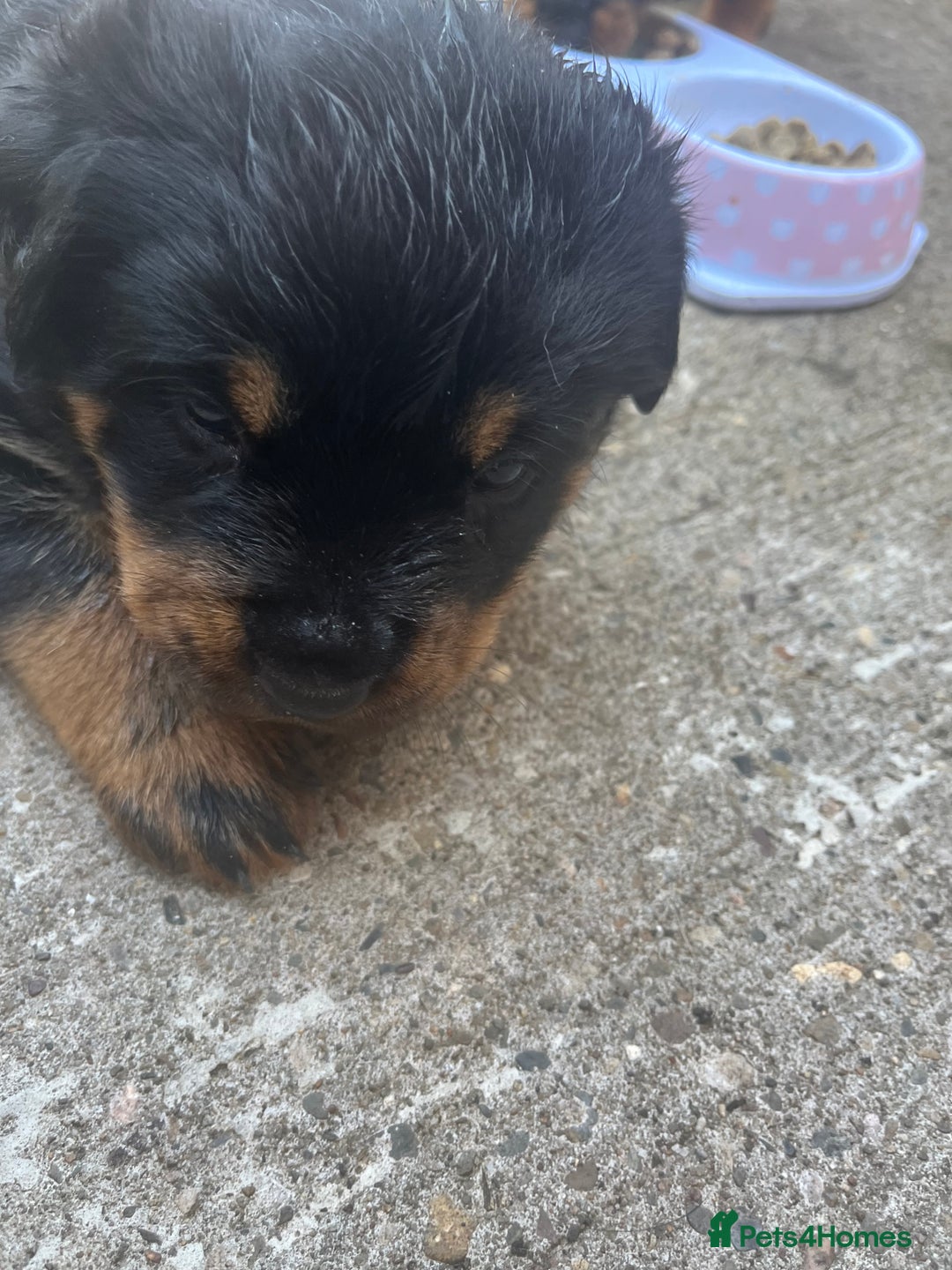 Rottweiler dogs for sale: Beautifull Rottweiler  - Image 2