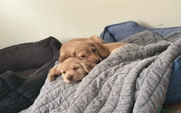 Cocker Spaniel dogs for sale: Cocker spaniel - Image 3