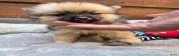 Pomeranian dogs for sale: ✨🐶 9  Beautiful Pomeranian Puppies  - Advert 10