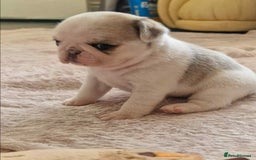 Pug dogs for sale: 1 gorgeous pug boy  - Image 11