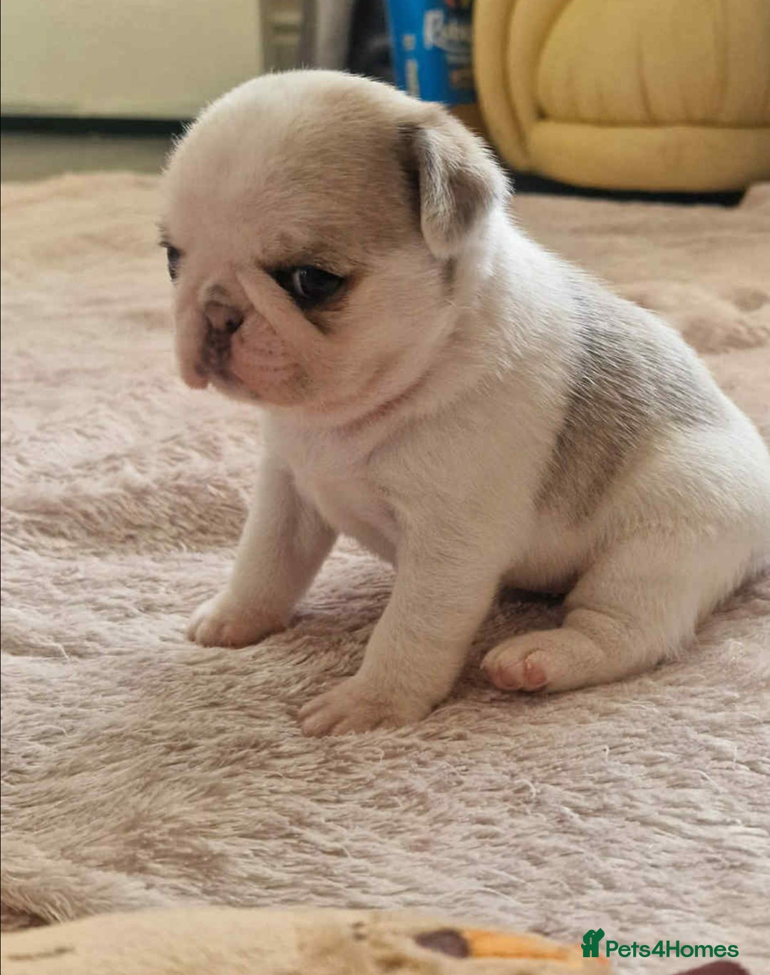 Pug dogs for sale: 1 gorgeous pug boy  - Image 11