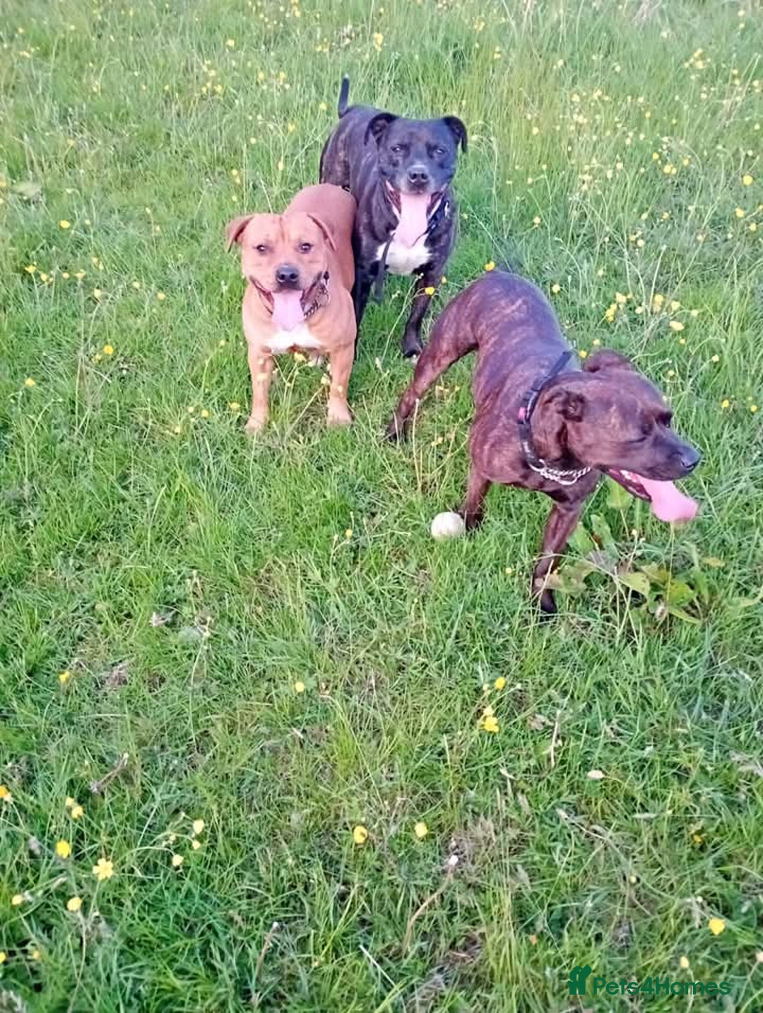 Staffordshire Bull Terrier dogs for sale: Beautiful stunning staffy puppies READY To go !!! - Advert 10