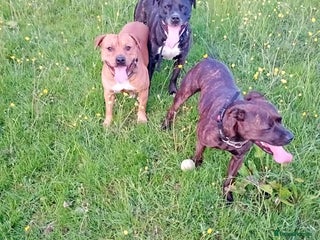 Staffordshire Bull Terrier dogs Beautiful stunning staffy puppies READY To go !!! - Advert 2